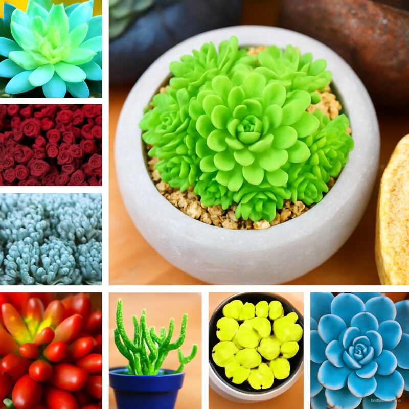 100 Pcs Bonsai Succulent Plants Lithops Pseudotruncatella Pot Plant Colorful Meaty Garden Seeds