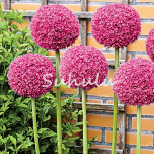 Hot 200pcs Colorful Giant Allium Giganteum Bonsai Onion Flower Plant Purple Organic Gorgeous Garden Decor Seeds - 2