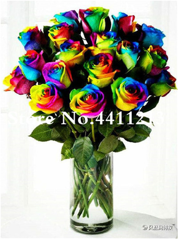 100 Pcs Exotic Chinese Rainbow Rose Flower Tree Multicolored Roses Seeds Ideal For Love Landscaping - 4