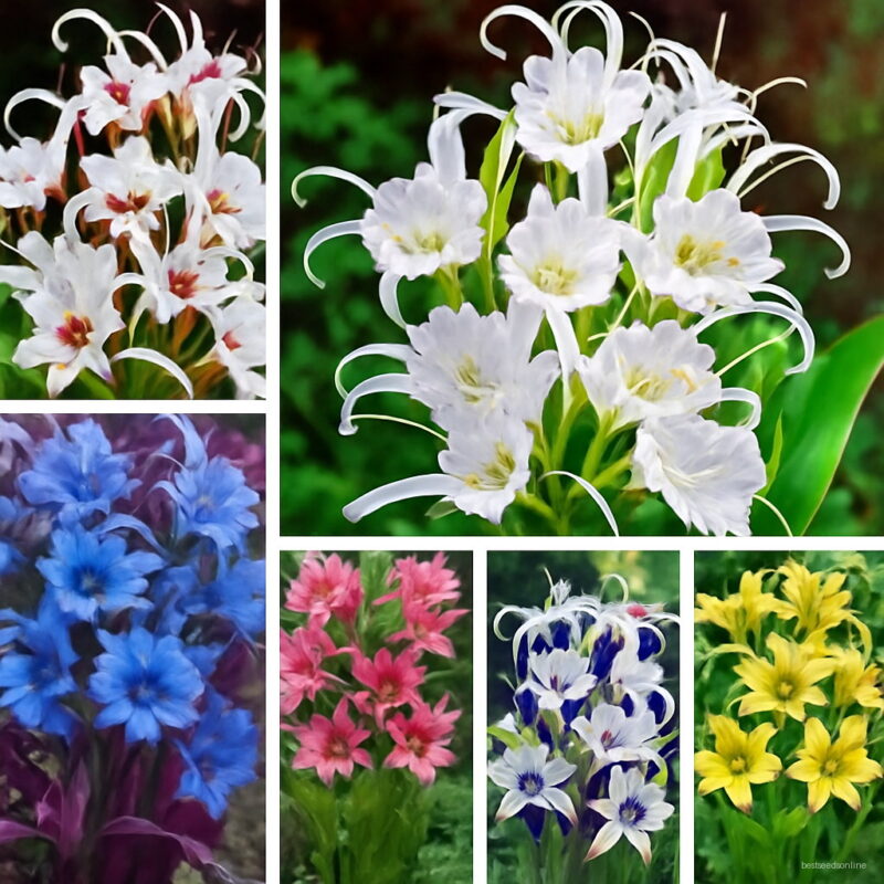 100 Pcs So Spider Lily Bonsai Flower Lilium Plants Faint Scent Pot Plant Home Garden Decor Seeds