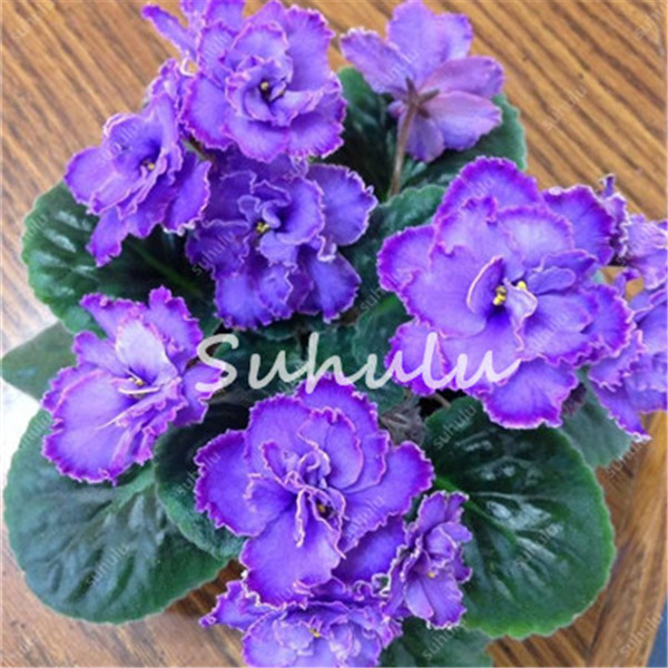 100 Pcs Vibrant African Violet Seeds Dwarf Perennial Matthiola Incana Herb Ideal For Indooroutdoor Landscaping - 1