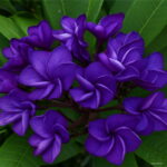 Sales 100 Pcs Plumeria Bonsai Frangipani Hawaiian Lei Flower Exotic Egg Perfect Colors Diy Home Garden Seeds - 6 Sales 100 Pcs Plumeria Bonsai Frangipani Hawaiian Lei Flower Exotic Egg Perfect Colors Diy Home Garden Seeds - 6