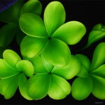 Sales 100 Pcs Plumeria Bonsai Frangipani Hawaiian Lei Flower Exotic Egg Perfect Colors Diy Home Garden Seeds - 5 Sales 100 Pcs Plumeria Bonsai Frangipani Hawaiian Lei Flower Exotic Egg Perfect Colors Diy Home Garden Seeds - 5