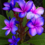 Sales 100 Pcs Plumeria Bonsai Frangipani Hawaiian Lei Flower Exotic Egg Perfect Colors Diy Home Garden Seeds - 4 Sales 100 Pcs Plumeria Bonsai Frangipani Hawaiian Lei Flower Exotic Egg Perfect Colors Diy Home Garden Seeds - 4