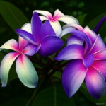 Sales 100 Pcs Plumeria Bonsai Frangipani Hawaiian Lei Flower Exotic Egg Perfect Colors Diy Home Garden Seeds - 2 Sales 100 Pcs Plumeria Bonsai Frangipani Hawaiian Lei Flower Exotic Egg Perfect Colors Diy Home Garden Seeds - 2