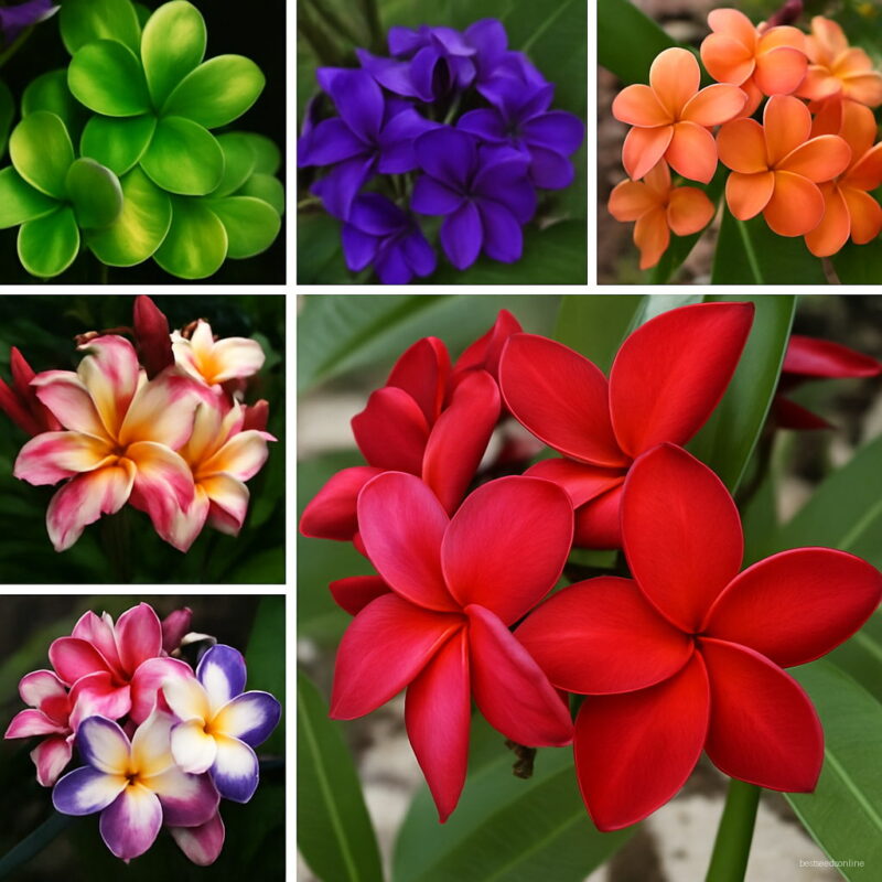 Sales 100 Pcs Plumeria Bonsai Frangipani Hawaiian Lei Flower Exotic Egg Perfect Colors Diy Home Garden Seeds