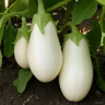 200 Pcs Black Long Eggplant Bonsai Big Organic Heirloom Plants Vegetables Flowering Potted Plant Garden Home Seeds - 6 200 Pcs Black Long Eggplant Bonsai Big Organic Heirloom Plants Vegetables Flowering Potted Plant Garden Home Seeds - 6