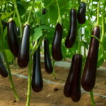 200 Pcs Black Long Eggplant Bonsai Big Organic Heirloom Plants Vegetables Flowering Potted Plant Garden Home Seeds - 4 200 Pcs Black Long Eggplant Bonsai Big Organic Heirloom Plants Vegetables Flowering Potted Plant Garden Home Seeds - 4