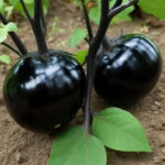 200 Pcs Black Long Eggplant Bonsai Big Organic Heirloom Plants Vegetables Flowering Potted Plant Garden Home Seeds - 2 200 Pcs Black Long Eggplant Bonsai Big Organic Heirloom Plants Vegetables Flowering Potted Plant Garden Home Seeds - 2