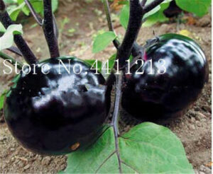 200 Pcs Black Long Eggplant Bonsai Big Organic Heirloom Plants Vegetables Flowering Potted Plant Garden Home Seeds - 2