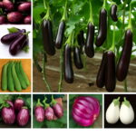 200 Pcs Black Long Eggplant Bonsai Big Organic Heirloom Plants Vegetables Flowering Potted Plant Garden Home Seeds 200 Pcs Black Long Eggplant Bonsai Big Organic Heirloom Plants Vegetables Flowering Potted Plant Garden Home Seeds
