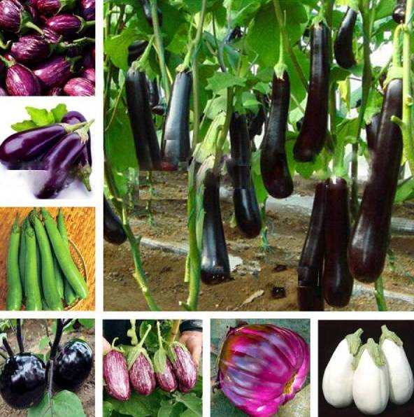 200 Pcs Black Long Eggplant Bonsai Big Organic Heirloom Plants Vegetables Flowering Potted Plant Garden Home Seeds