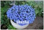 100 Pcs Alyssum Plants-lobularia Maritima Bonsai Flower Perennial Ground Cover Flores Home Garden Indoor Plant Seeds - 4