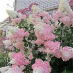 Sales 50 Pcs Hydrangea Plants Mixed Flowers Home Plant Bonsai Viburnum Flower Garden Ornamental Seeds