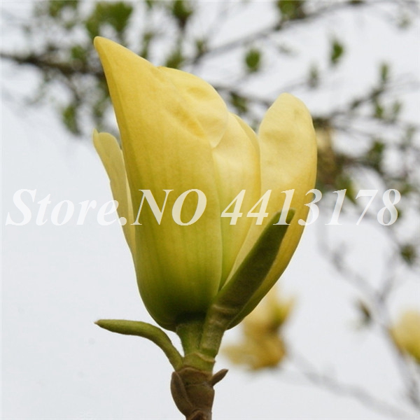 10piece Mixed Magnolia Subtropical Flower Seeds Perfect For Outdoor Landscaping In Various Sizes - 2