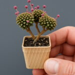 50 Pcs Succulent Rainbow Plants Mini Cacti Bonsai Pseudotruncatella Living Stone Cactus Succulentas Home Garden Seeds - 3 50 Pcs Succulent Rainbow Plants Mini Cacti Bonsai Pseudotruncatella Living Stone Cactus Succulentas Home Garden Seeds - 3