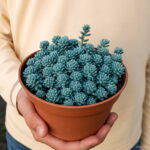 50 Pcs Succulent Rainbow Plants Mini Cacti Bonsai Pseudotruncatella Living Stone Cactus Succulentas Home Garden Seeds - 2 50 Pcs Succulent Rainbow Plants Mini Cacti Bonsai Pseudotruncatella Living Stone Cactus Succulentas Home Garden Seeds - 2