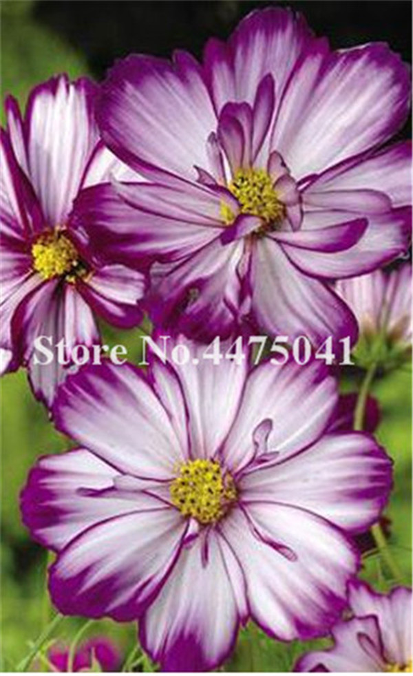 100pcs Chocolate Cosmos Flower Seeds Aromatic Summer Blooms Ideal For Landscaping Outdoor Decoration - 5