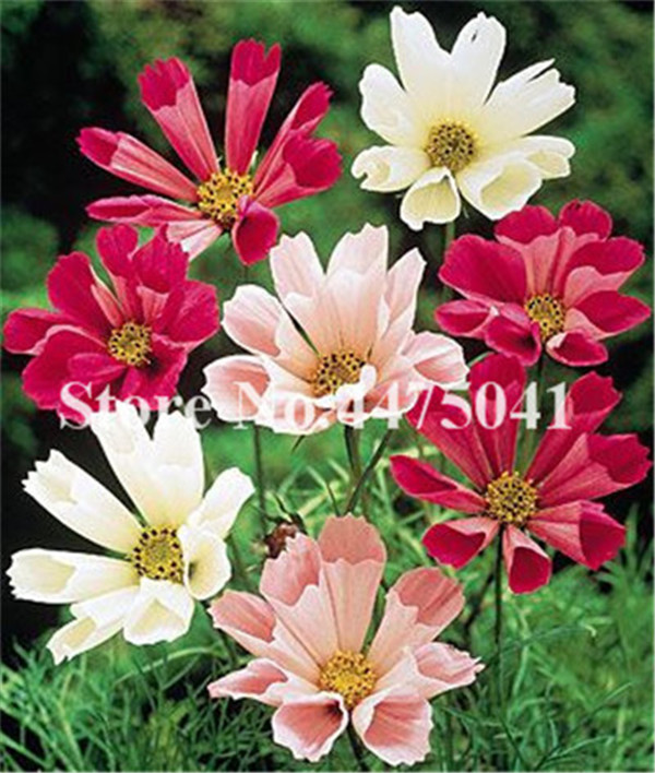 100pcs Chocolate Cosmos Flower Seeds Aromatic Summer Blooms Ideal For Landscaping Outdoor Decoration - 4