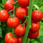 150 Pcs Rainbow Milk Tomato Bonsai Plant Balcony Cherry Sweet Fruits Vegetables Potted Home Garden Succulent Seedsplants - 3 150 Pcs Rainbow Milk Tomato Bonsai Plant Balcony Cherry Sweet Fruits Vegetables Potted Home Garden Succulent Seedsplants - 3