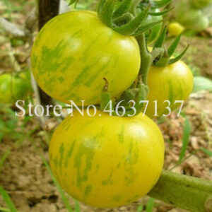 150 Pcs Rainbow Milk Tomato Bonsai Plant Balcony Cherry Sweet Fruits Vegetables Potted Home Garden Succulent Seedsplants - 2