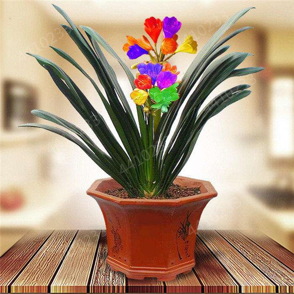 100 Pcs Clivia Floral Seeds Exquisite Bush Lily For Indoor Decoration Longlasting Perennial Miniata Blossoms - 3