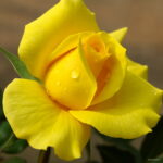 150 Pcs Climbing Roses Bonsai Chinese Flower Rose Rosa Perennial Flowers Natural Growth Pot Plant Home Garden Seeds - 4