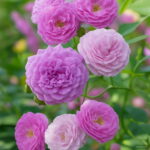 150 Pcs Climbing Roses Bonsai Chinese Flower Rose Rosa Perennial Flowers Natural Growth Pot Plant Home Garden Seeds - 3