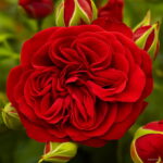 150 Pcs Climbing Roses Bonsai Chinese Flower Rose Rosa Perennial Flowers Natural Growth Pot Plant Home Garden Seeds - 2