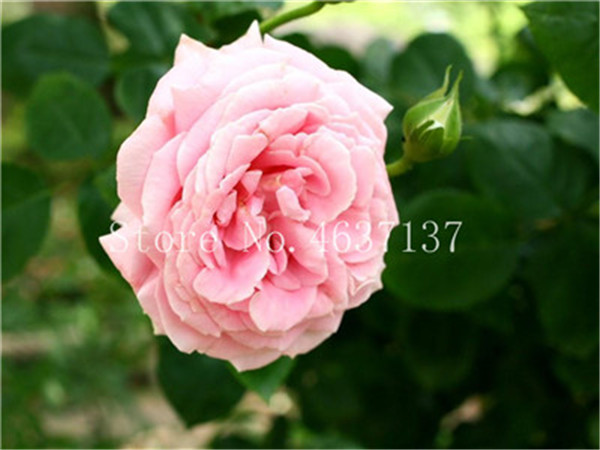 150 Pcs Chinese Climbing Roses Rosa Perennial Blooms Natural Growth Seeds For Outdoor Landscaping - 6