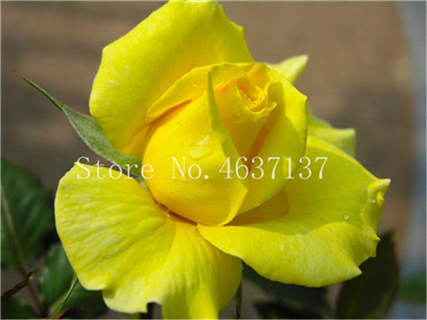 150 Pcs Chinese Climbing Roses Rosa Perennial Blooms Natural Growth Seeds For Outdoor Landscaping - 5