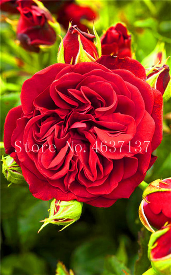 150 Pcs Chinese Climbing Roses Rosa Perennial Blooms Natural Growth Seeds For Outdoor Landscaping - 2