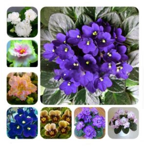 Hot 50 Pcs Mini Violet Bonsai Rainbow Flower Plants African Perennial Herb Indoor Flowers Matthiola Incana Garden Seeds