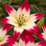 100 Pcs Exotic Bonsai Potted Toad Lily Plants Outdoor Blooming Aromatic Lilum Flower Ornaments Home Garden To Seeds - 6