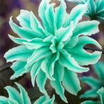 100 Pcs Exotic Bonsai Potted Toad Lily Plants Outdoor Blooming Aromatic Lilum Flower Ornaments Home Garden To Seeds - 3