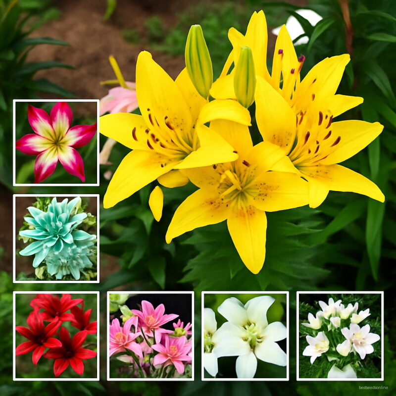 100 Pcs Exotic Bonsai Potted Toad Lily Plants Outdoor Blooming Aromatic Lilum Flower Ornaments Home Garden To Seeds