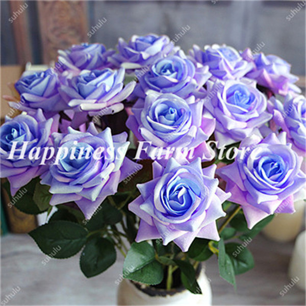 200 Pcs Rainbow Rose Seedlings 24 Color Flores Seeds Mini Diy Landscape Decoration - 3