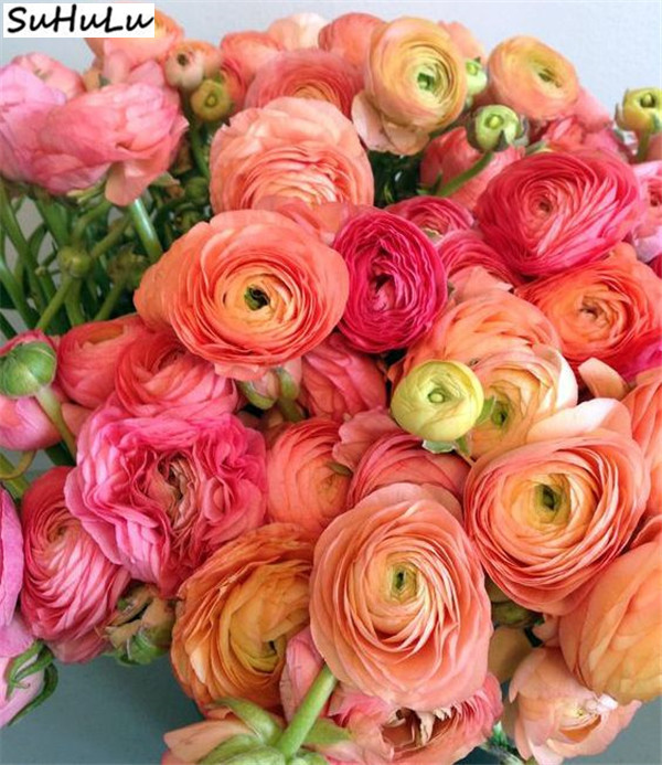 100 Pcs Double Ranunculus Asiaticus Flower Seeds Airpurifying Perennial Blossoms For Diy Landscaping - 3