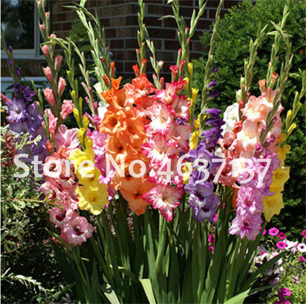 120 Pcs Striped Gladiolus Sword Lily Beautiful Orchid Seeds With High Survival Rate - 1