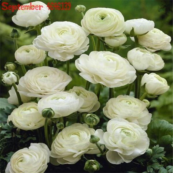 100 Pcs Quality Double Flap Asiaticus Ranunculus Flower Seeds Perennial Indoor Herbal Buttercup - 13