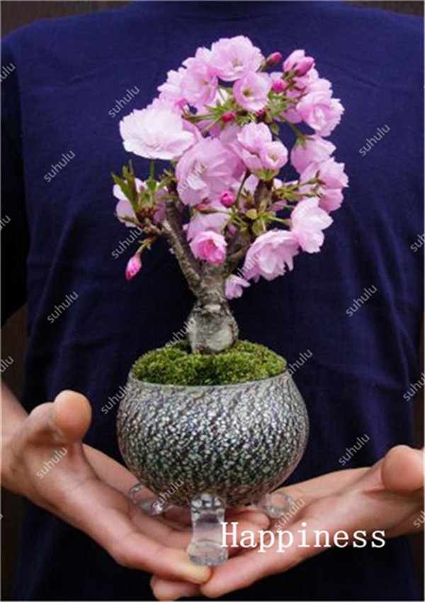 10piece Sakura Flower Set Dwarf Pink Cherry Tree Ideal For Outdoor Decoration Desktop Display Seeds Included - 6