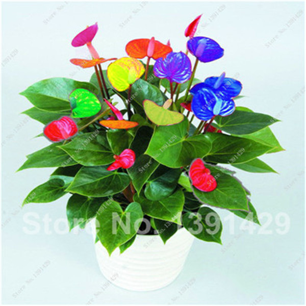 120 Vibrant Anthurium Andraeanu Flower Seeds Perennial Blooming Diy Landscaping And Decor - 4