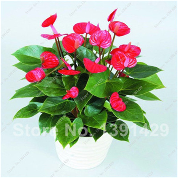 120 Vibrant Anthurium Andraeanu Flower Seeds Perennial Blooming Diy Landscaping And Decor - 3