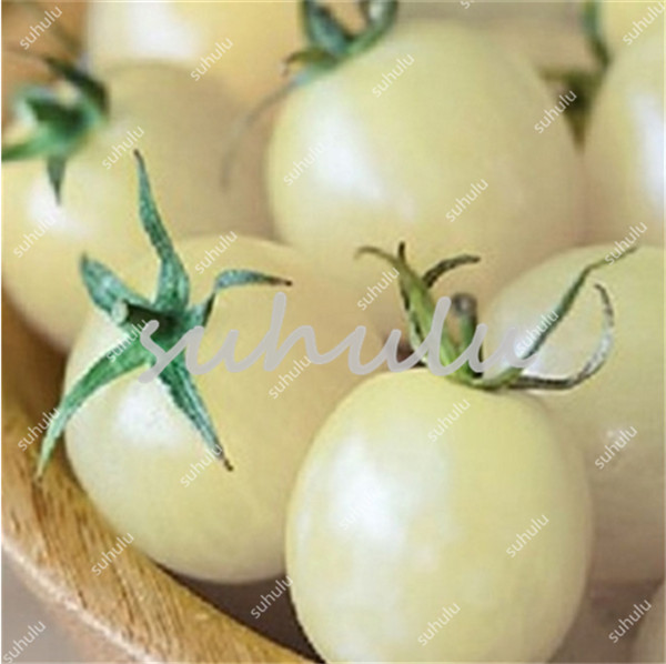 Organic Aquarius Tomato Seeds 200 Pcs Annual Vegetable Balcony Sementes Limited Time Offer - 5