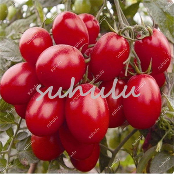 Organic Aquarius Tomato Seeds 200 Pcs Annual Vegetable Balcony Sementes Limited Time Offer - 3