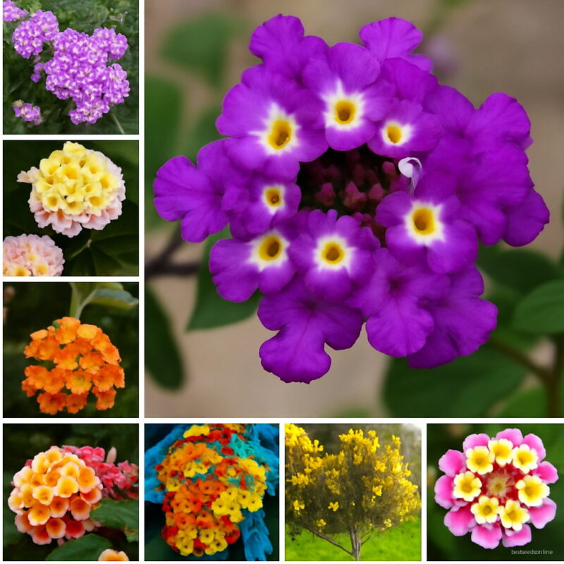 50 Pcs Pack Lantana Camara Plant Perennial Gorgeous Flower Bonsai Home Garden Flore Pot Planters Seeds