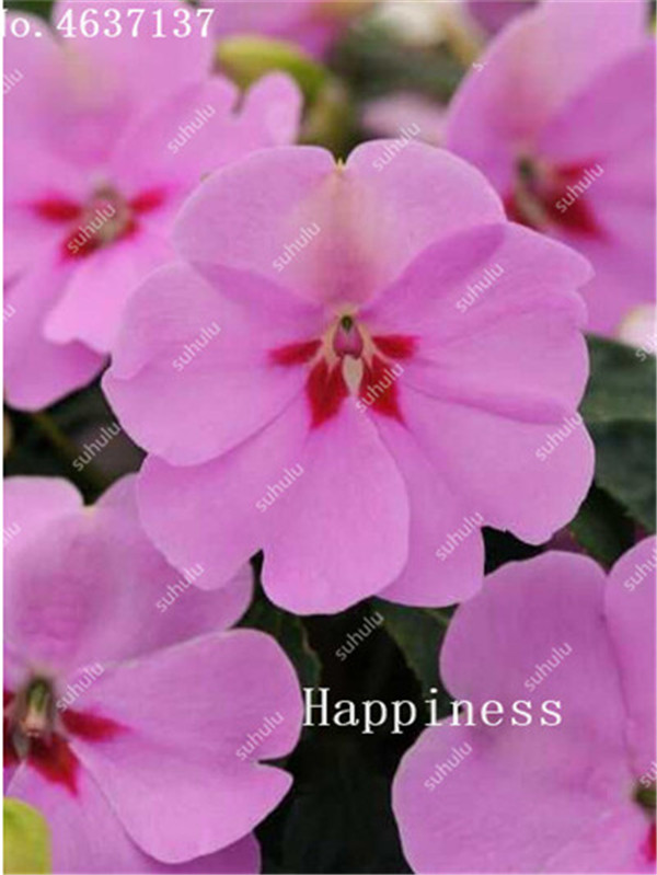 Balsam Flower Impatiens Balsamina Touchmenot Seeds 100 Count For Indoor Greenery Botanical Decor - 4