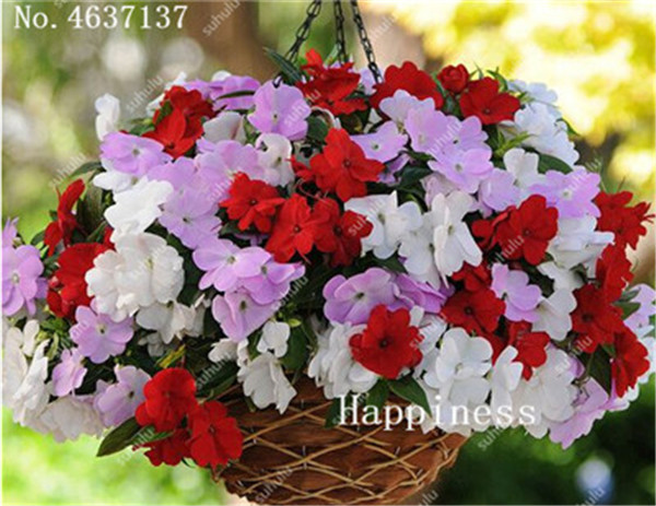 Balsam Flower Impatiens Balsamina Touchmenot Seeds 100 Count For Indoor Greenery Botanical Decor - 3