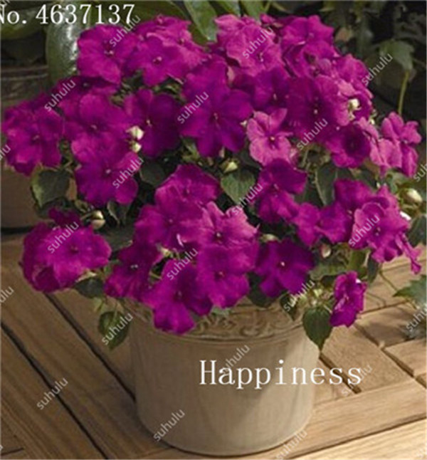 Balsam Flower Impatiens Balsamina Touchmenot Seeds 100 Count For Indoor Greenery Botanical Decor - 1