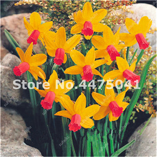 Daffodil Narcissus Aquatic Double Petals Seeds 100pcs Pack For Landscape Decoration Indooroutdoor Floral Design - 4